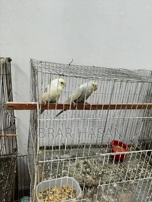 বাজিগর পাখি