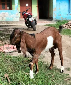 High-Quality Buck Goat Kids