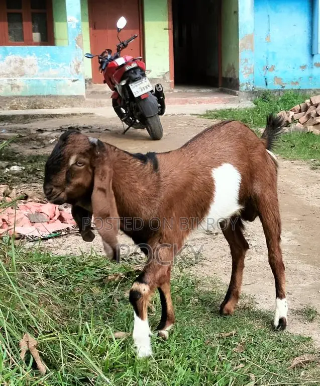 High-Quality Buck Goat Kids