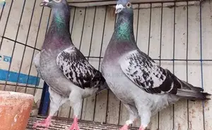 কবুতর বিক্রি
