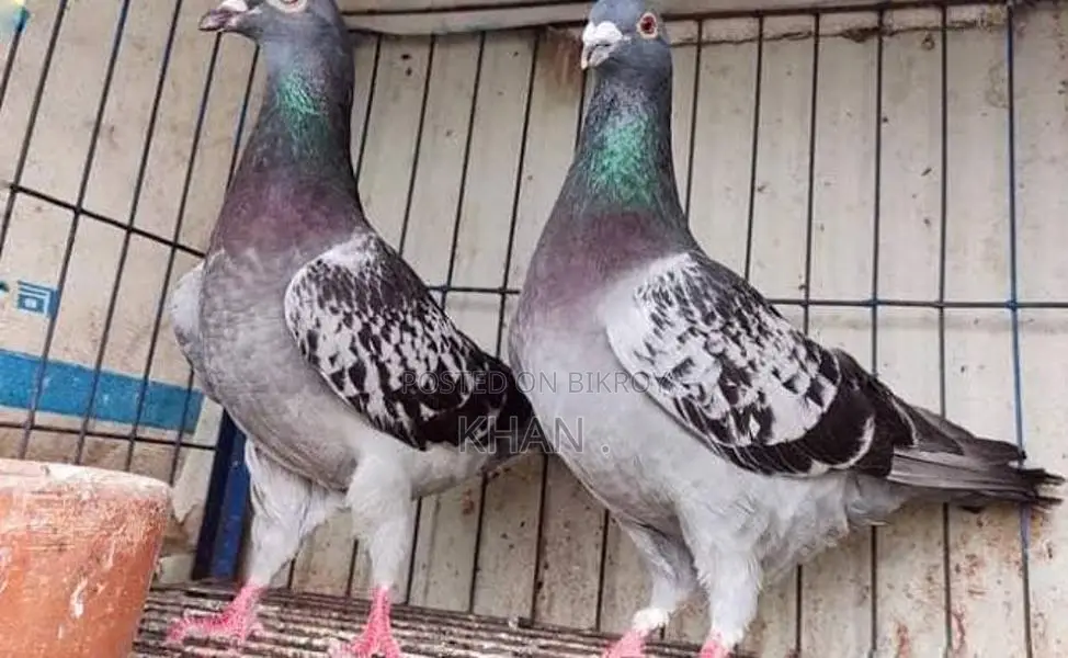 কবুতর বিক্রি