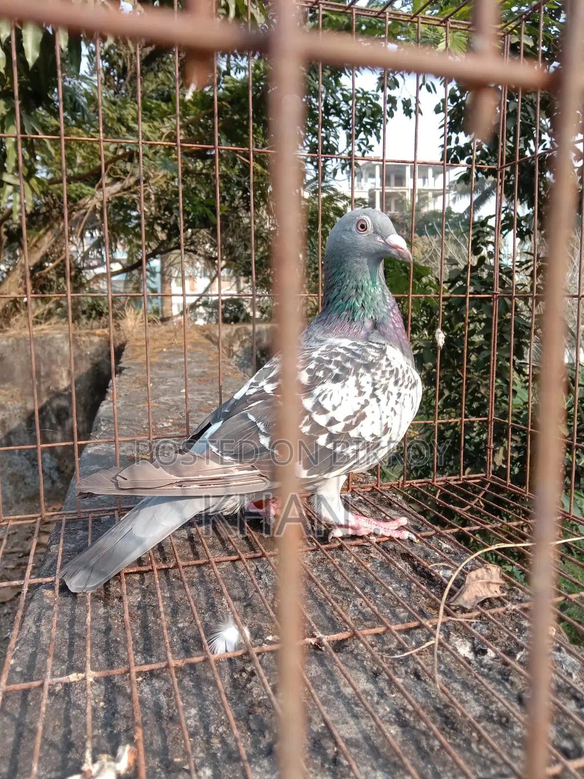 কবুতর বিক্রি