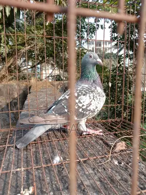 কবুতর বিক্রি