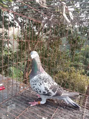 কবুতর বিক্রি