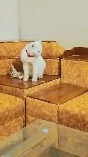 Cat for Sale