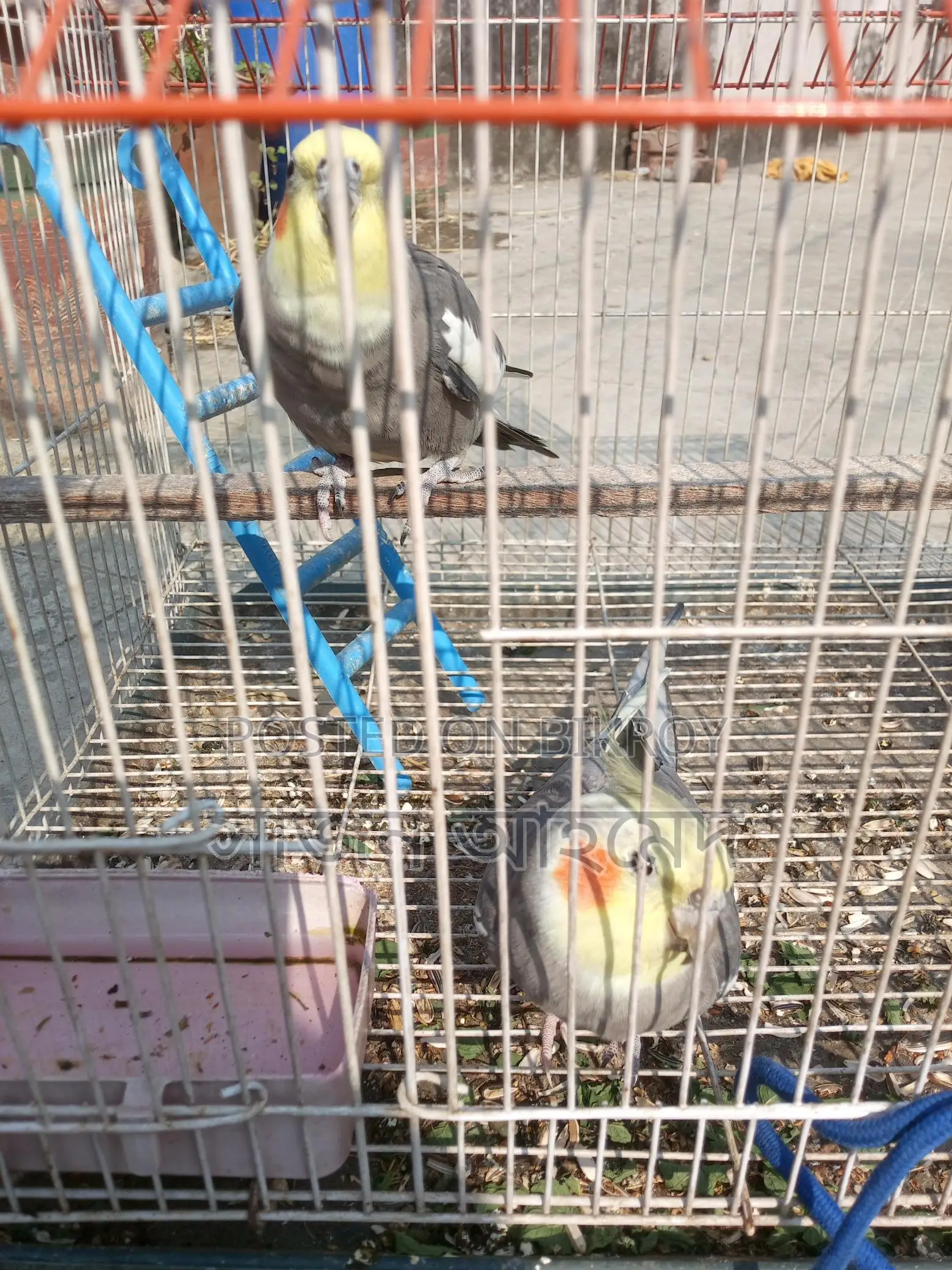 Cockatiel Pair