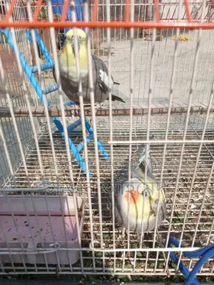 Cockatiel Pair