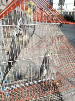 Cockatiel Pair