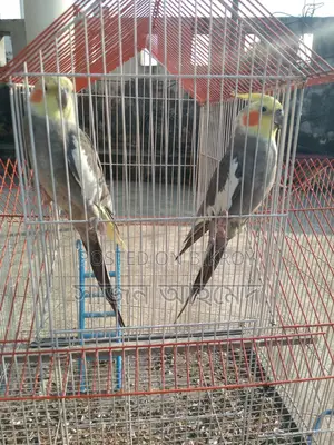 Cockatiel Pair