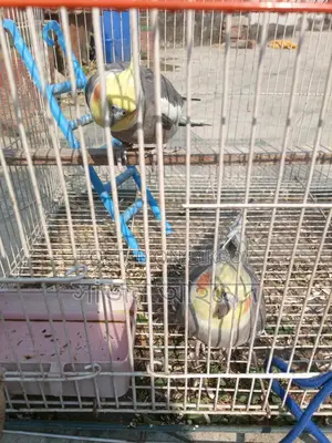 Cockatiel Pair