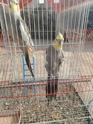 Cockatiel Pair