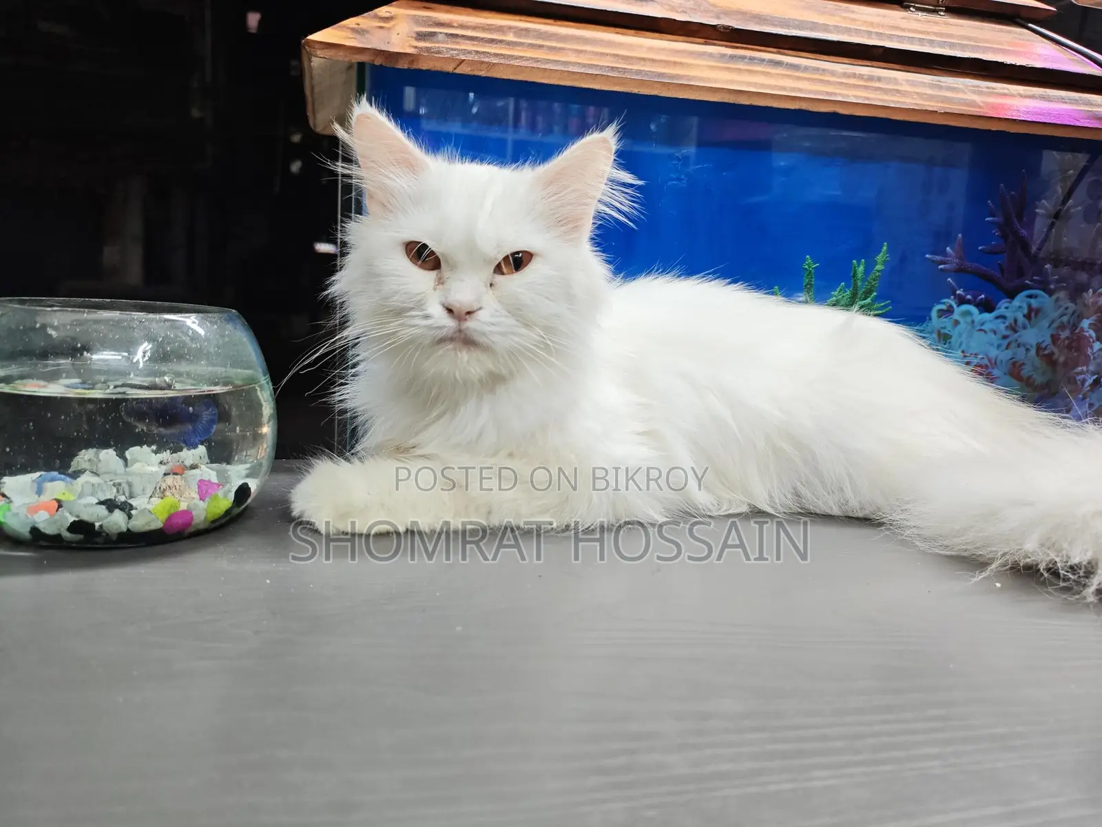 Cat for Sale