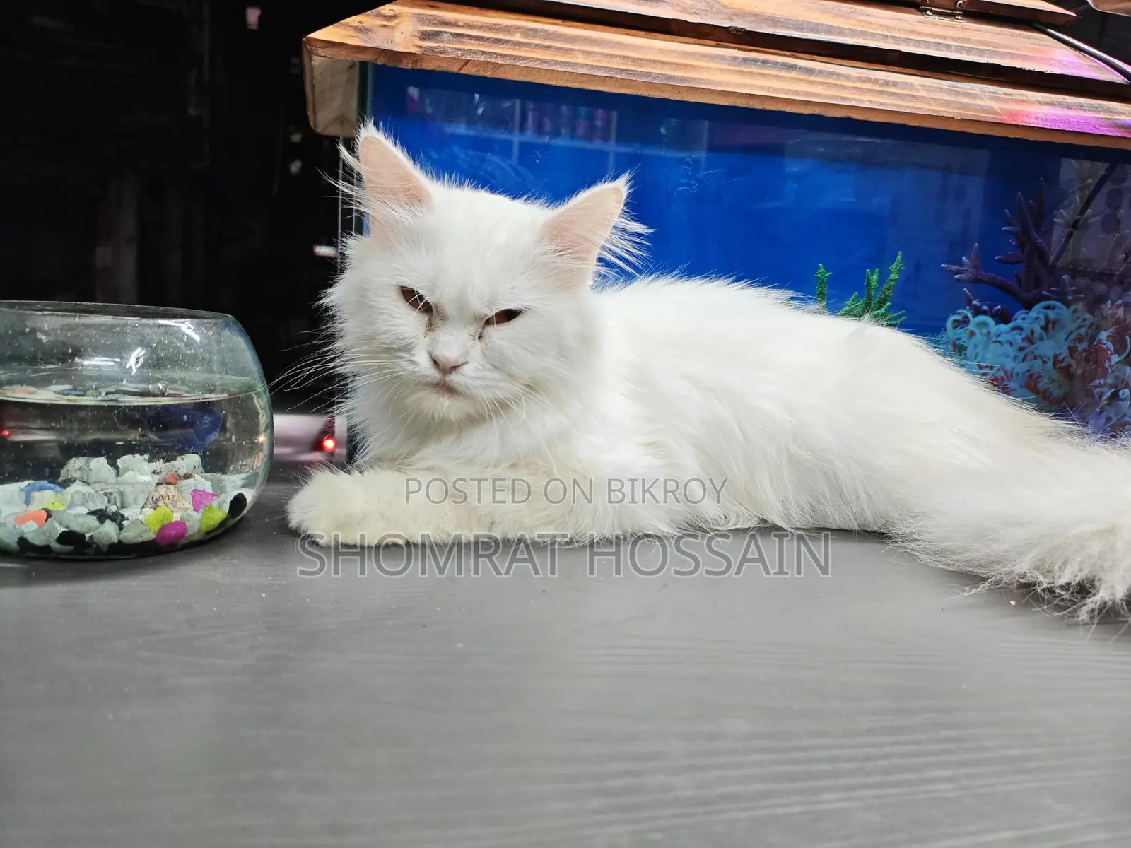 Cat for Sale