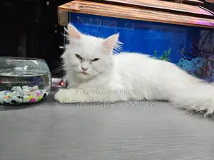 Cat for Sale