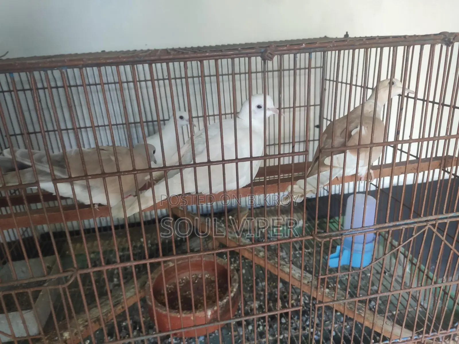 অস্ট্রেলিয়ান ঘুঘু পাখি।