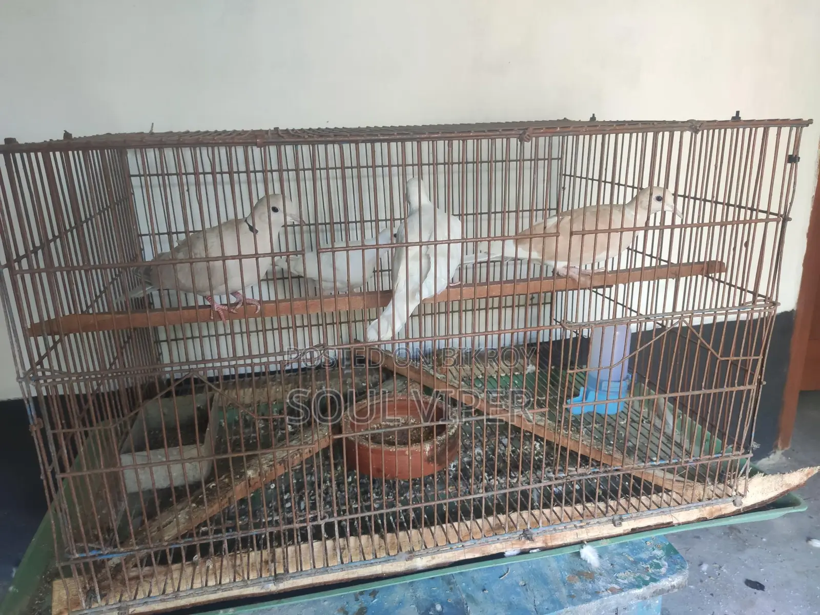 অস্ট্রেলিয়ান ঘুঘু পাখি।