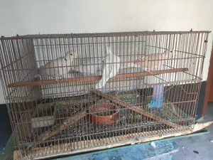 অস্ট্রেলিয়ান ঘুঘু পাখি।