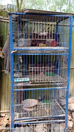 কবুতরের খাঁচা
