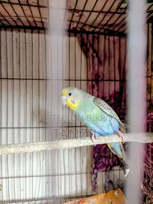 রেইনবো বাজরিগার পাখি