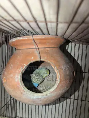 রেইনবো বাজরিগার পাখি