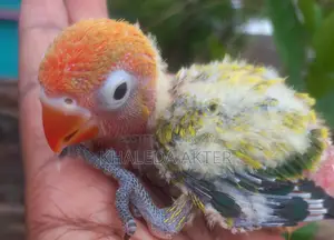 Love Bird Baby