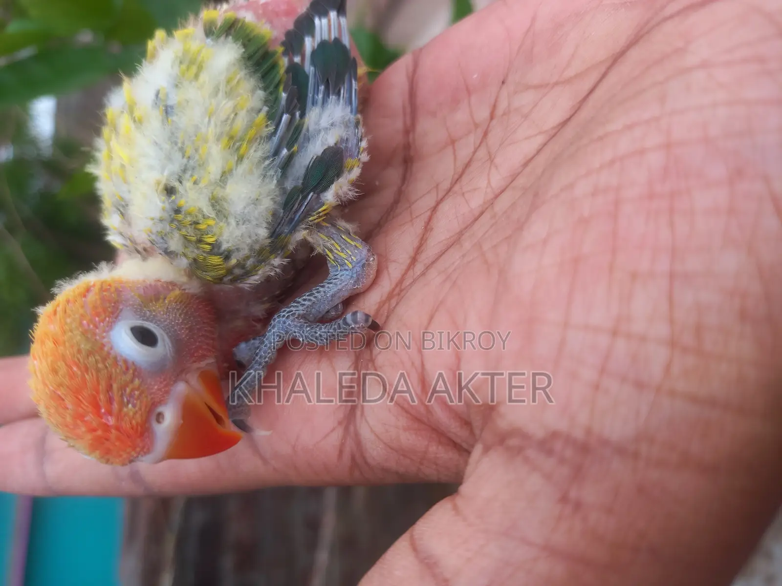 Love Bird Baby