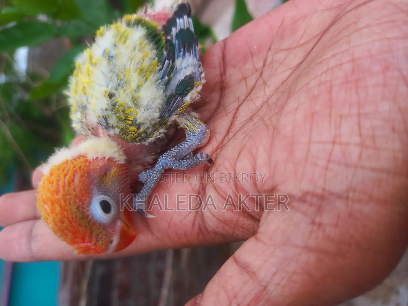 Love Bird Baby