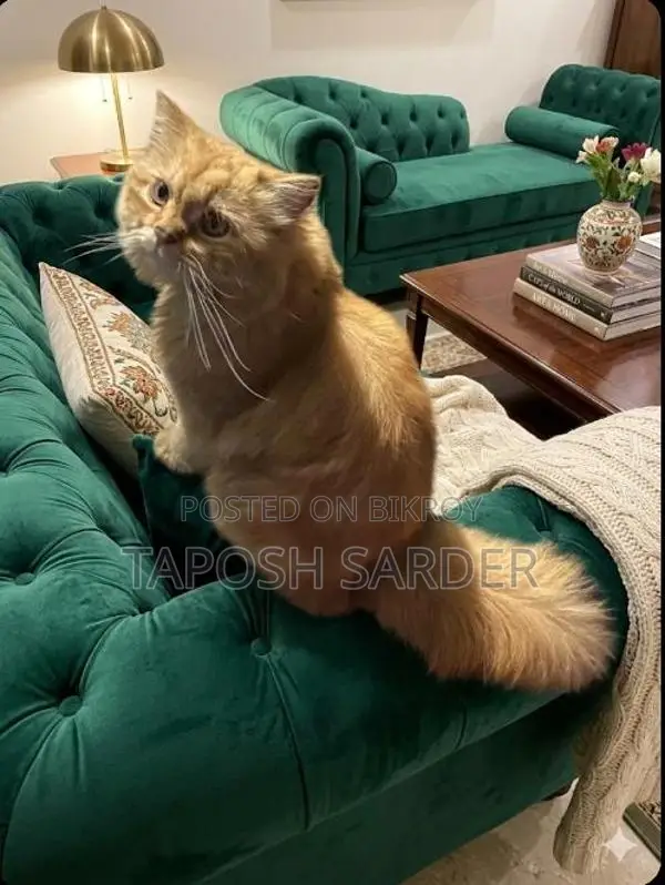 Persian Cat