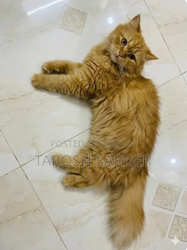Persian Cat