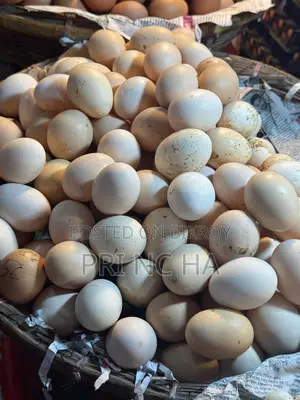 Duck eggs for sale