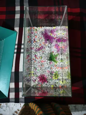 একুরিয়াম বিক্রি হবে ( ইমার্জেন্সি)