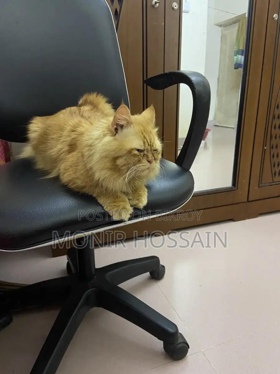 Persian cat