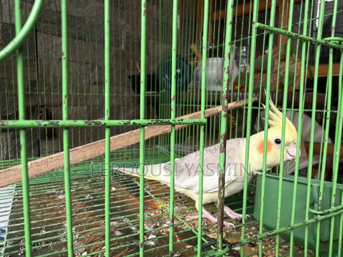 ২ টি টেইম ককোটেল পাখি বিক্রি করবো