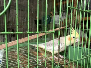 ২ টি টেইম ককোটেল পাখি বিক্রি করবো