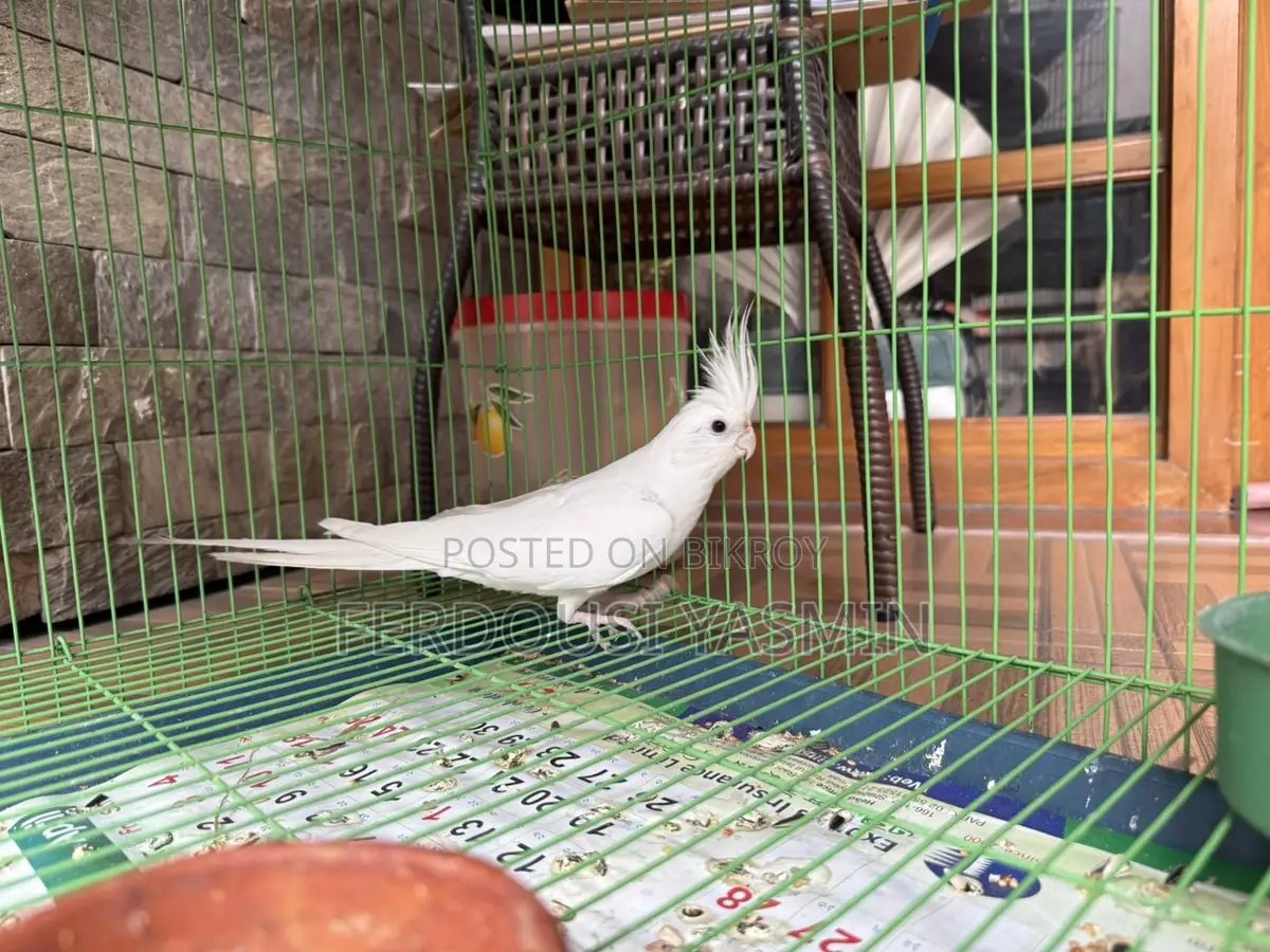২ টি টেইম ককোটেল পাখি বিক্রি করবো