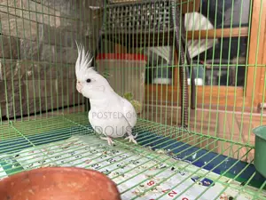 ২ টি টেইম ককোটেল পাখি বিক্রি করবো