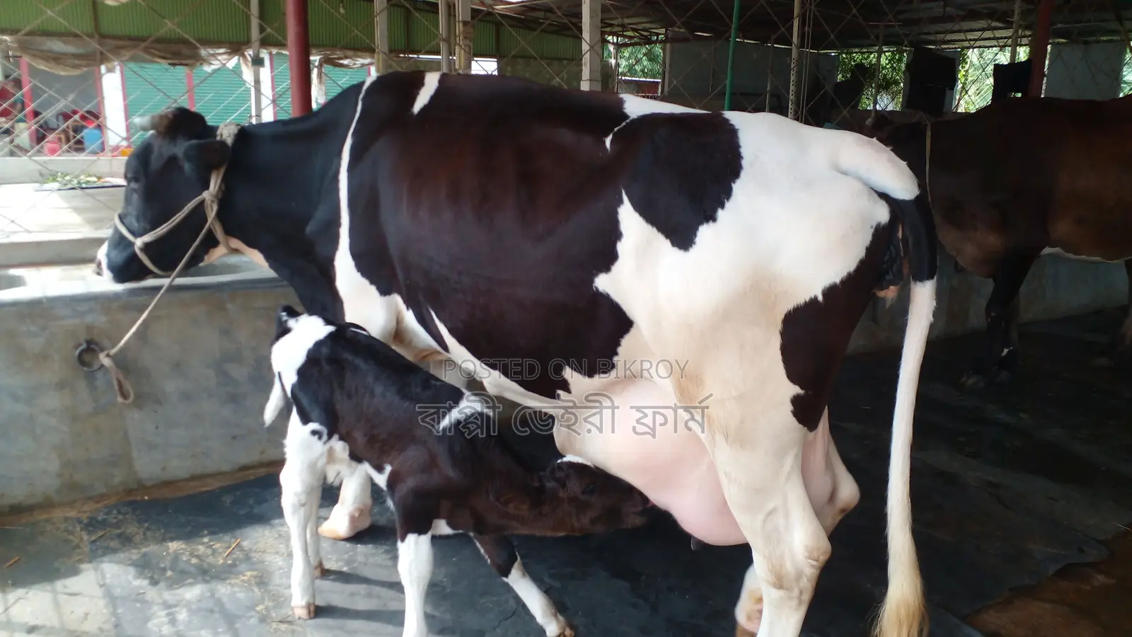 ১০১৭নং গাভী কিনুন পোষার জন্য ভালো হবে ।