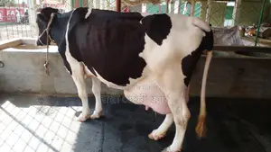 ১০১৭নং গাভী কিনুন পোষার জন্য ভালো হবে ।