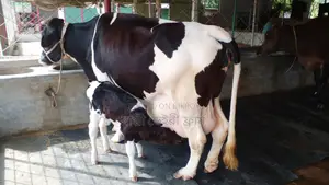 ১০১৭নং গাভী কিনুন পোষার জন্য ভালো হবে ।