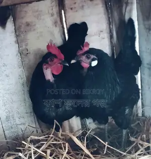 দেশি মুরগি