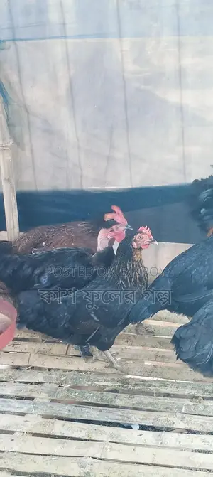 Desi Chicken
