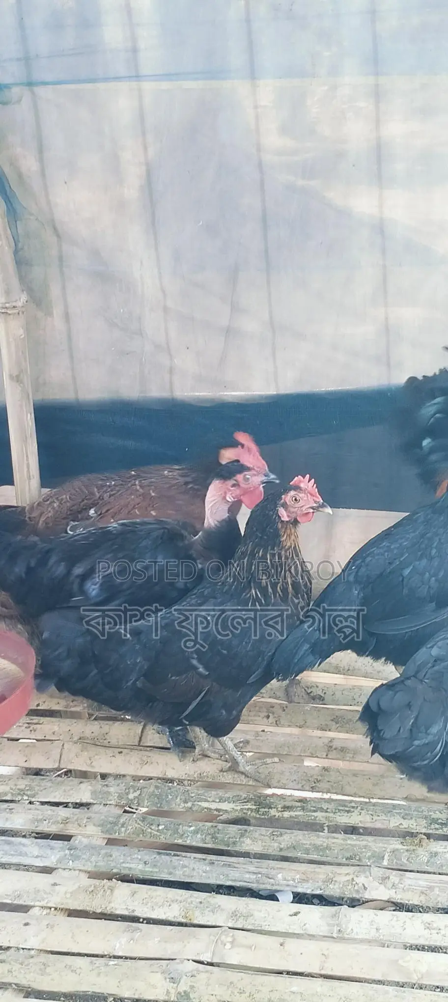Desi Chicken