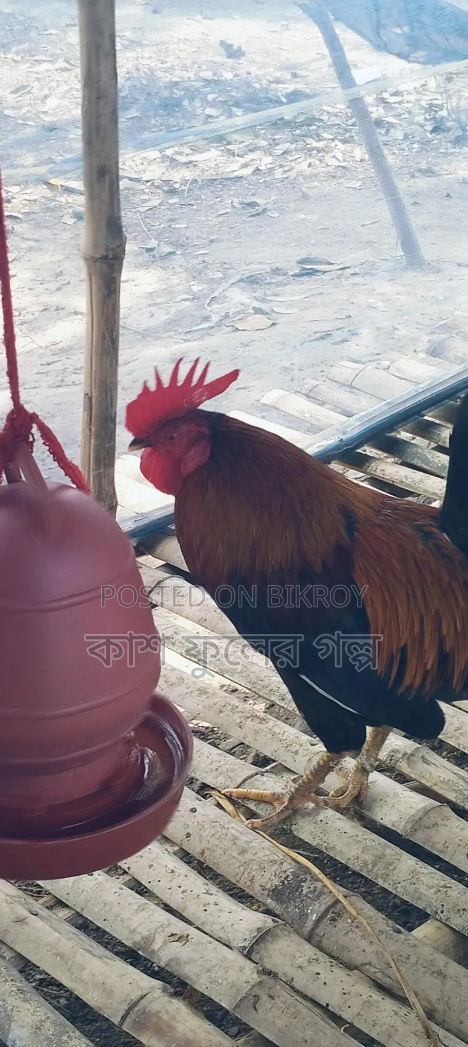 Desi Chicken