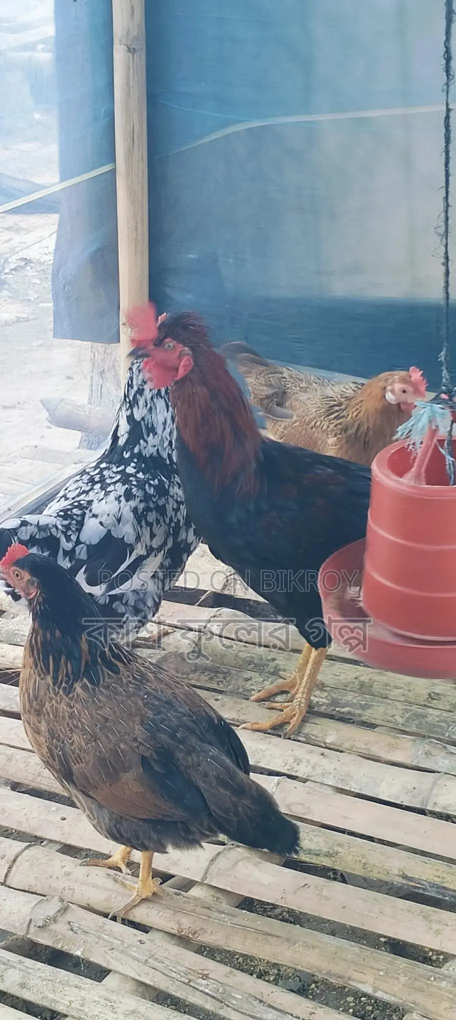 Desi Chicken
