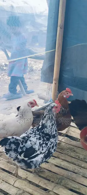 Desi Chicken