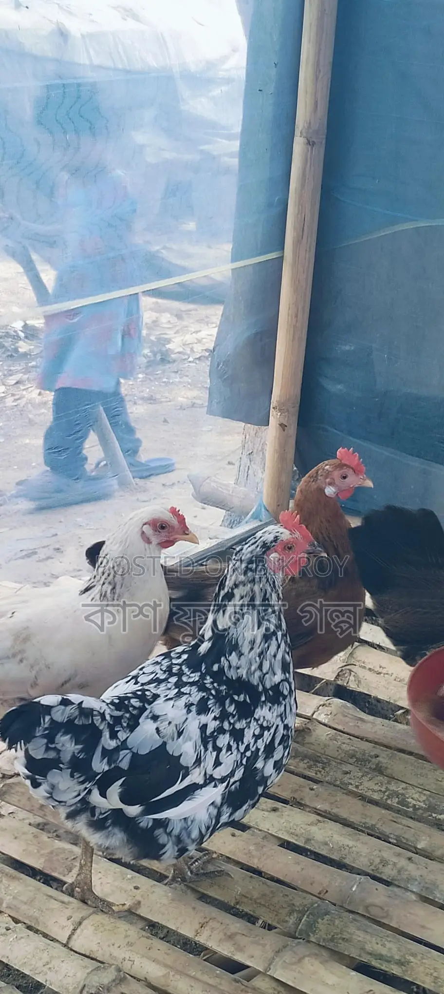 Desi Chicken