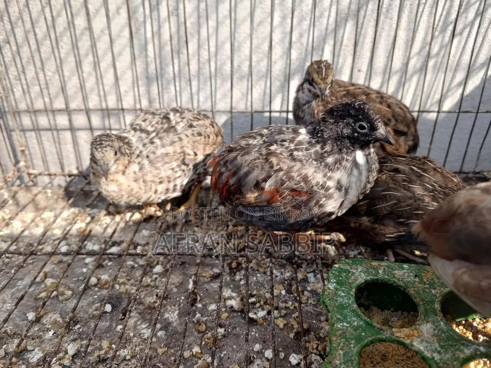 King Quail