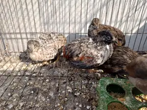 King Quail