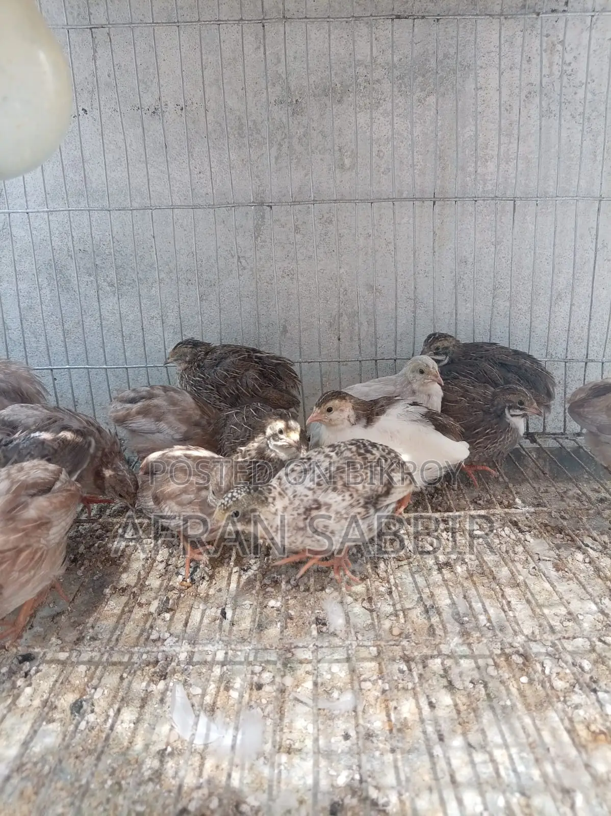 King Quail