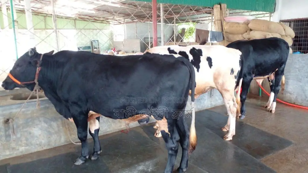 3 Large Bulls for Sale (ID: 1074)